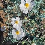 Argemone pleiacantha Flower