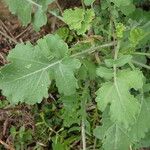 Brassica fruticulosa Hoja