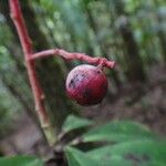 Tapeinosperma scrobiculatum Frucht