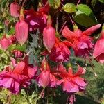 Fuchsia magellanica Λουλούδι