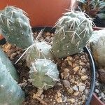 Tephrocactus alexanderi Hoja