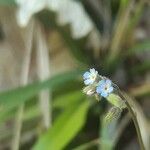 Myosotis ramosissimaFiore