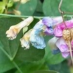 Lathyrus venetus Bloem