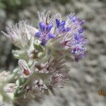 Hyptis emoryi Flower