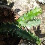 Huernia macrocarpa Leaf