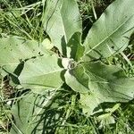 Verbascum phlomoidesഇല