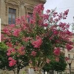 Lagerstroemia indica Celota