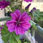 Malva setigera Spenn.Flors