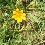 Wyethia angustifolia Hábito