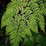 Dryopteris intermedia Hoja
