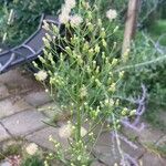 Conyza bonariensis 花