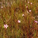 Drosera filiformis Συνήθη χαρακτηριστικά