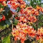 Erythrina crista-galli Кветка