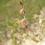 Trifolium cernuum Ffrwyth
