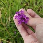 Verbena rigida Blüte