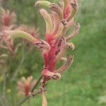 Anigozanthos flavidusFlower