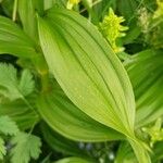 Veratrum album Leaf