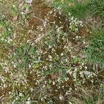 Cerastium arvense Blomma