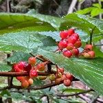 Viburnum lantanoides Fruit