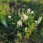 Iris albicans Tervik taim