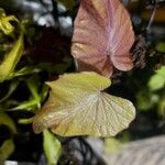 Ipomoea batatas Leaf