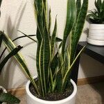 Sansevieria trifasciata Liść