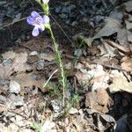 Penstemon linarioides Hábitos