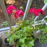 Pelargonium peltatum 葉