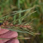 Themeda quadrivalvis Kwiat