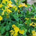 Genista pilosa Folha