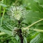 Mentha × piperita Flower