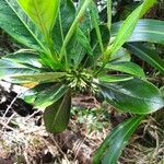 Chassalia gaertneroides Hoja
