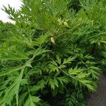 Paeonia delavayi Агульны выгляд