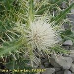Cirsium glabrum Flower