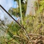 Sorghastrum nutans Bark