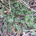 Potentilla neumanniana Folha