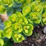 Euphorbia myrsinites फूल