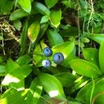 Clintonia borealis Fruit