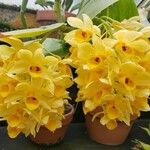 Dendrobium sulcatum Цветок