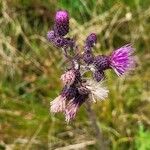 Cirsium palustre Flower