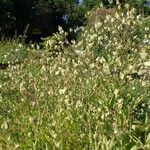 Gypsophila vaccaria Habit