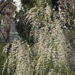 Retama monosperma Flower