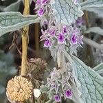 Marrubium alysson Flor
