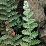 Cosentinia vellea Likasa