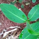 Canna glauca Leaf