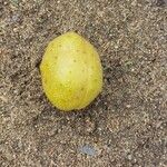 Aesculus glabra Gyümölcs