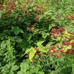 Rubus canadensis Fruit