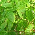 Acer triflorum Levél