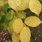 Prunus tomentosa Blatt