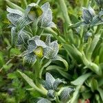 Chloraea magellanica Flower